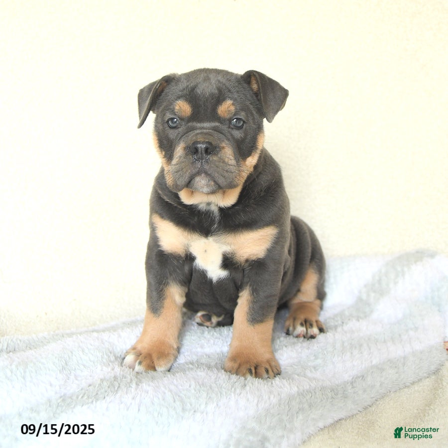 American Bulldog English Bulldog Rottweiler Mix Puppies American