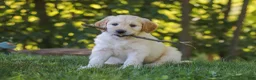 Mixed Breed dogs for sale: Jack - Ad 9