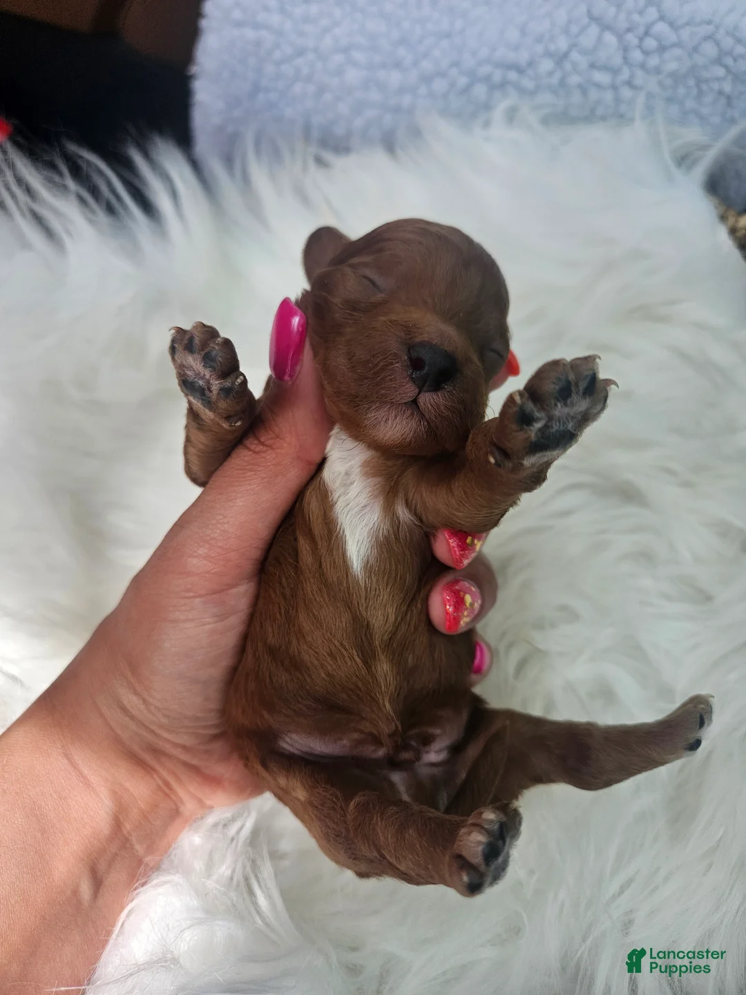 Cavapoo dogs for sale: Sarge - Ad 2