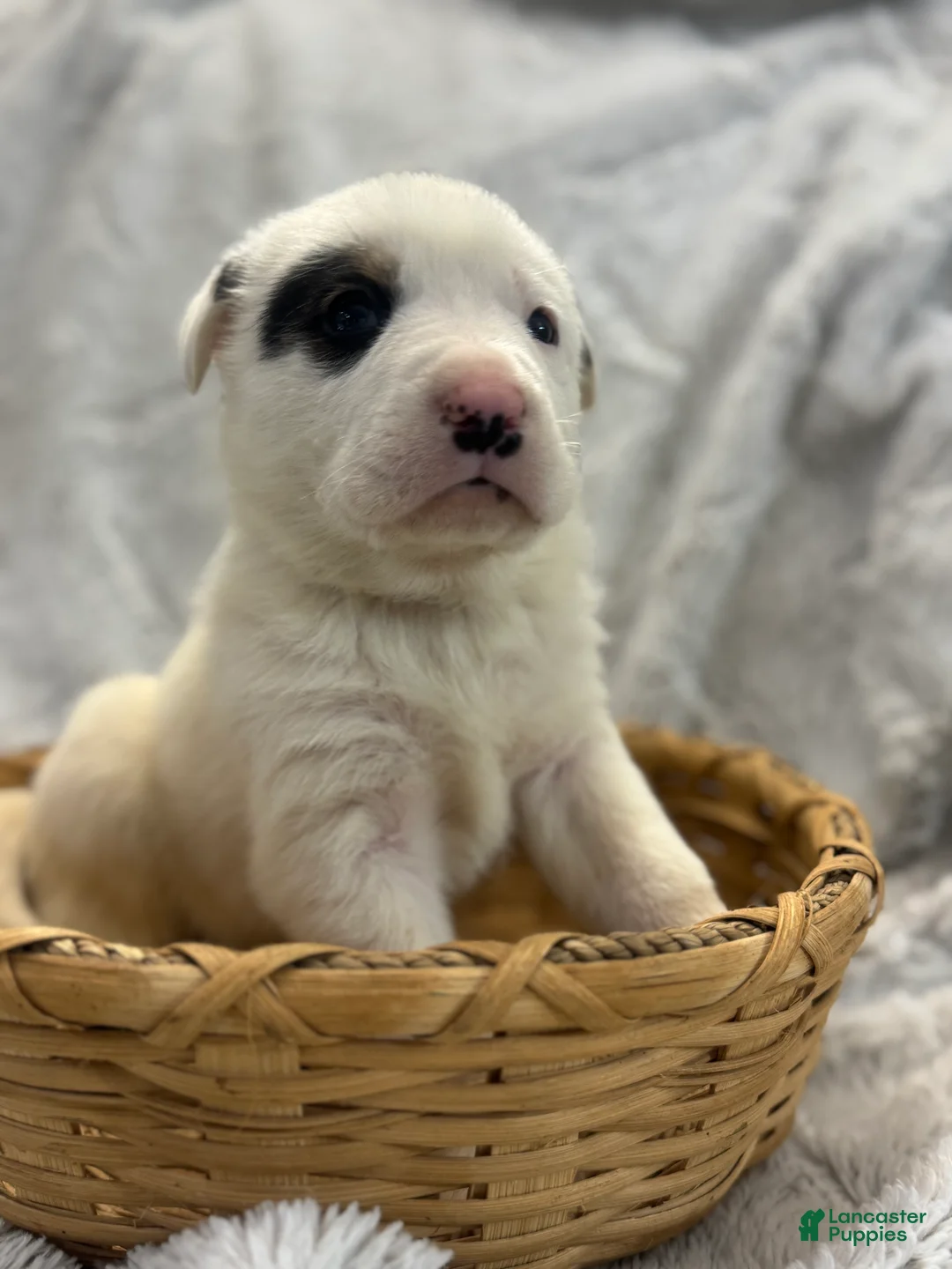 Mixed Breed dogs for sale: Bandit - Ad 9