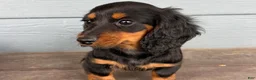Dachshund dogs for sale: Freddy - Ad 3