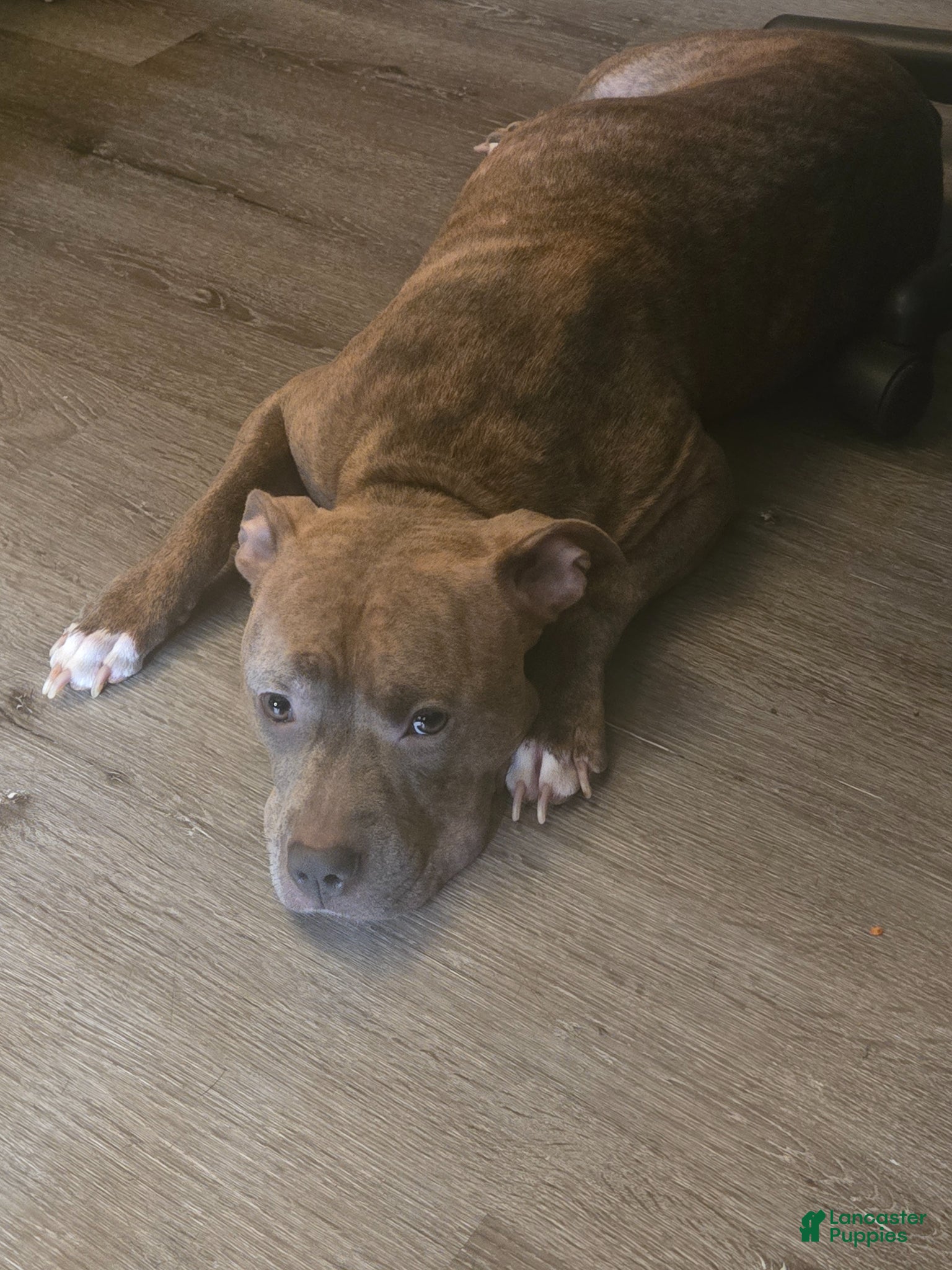 American Pit Bull Terrier dogs American Pit Bull Terrier Puppy 1 - Ad 10