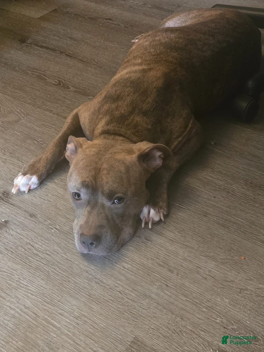 American Pit Bull Terrier dogs for sale: American Pit Bull Terrier Puppy 1 - Ad 1