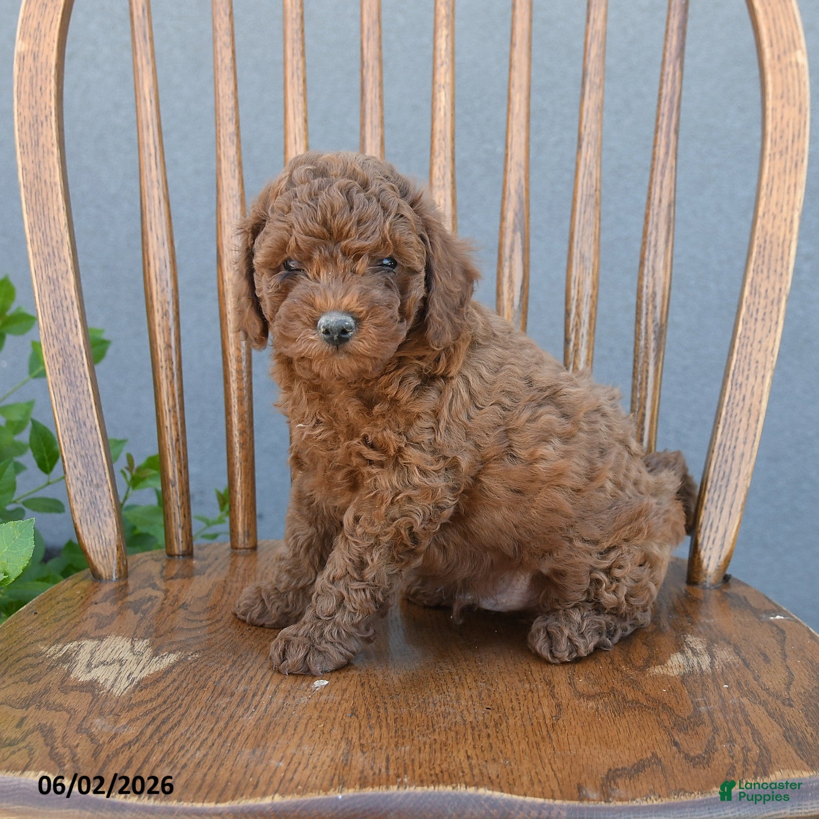 Miniature Poodle dogs for sale: Trent - Ad 3