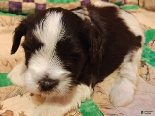 Miniature Schnauzer dogs Miniature Schnauzer Girl 2 - Ad 42