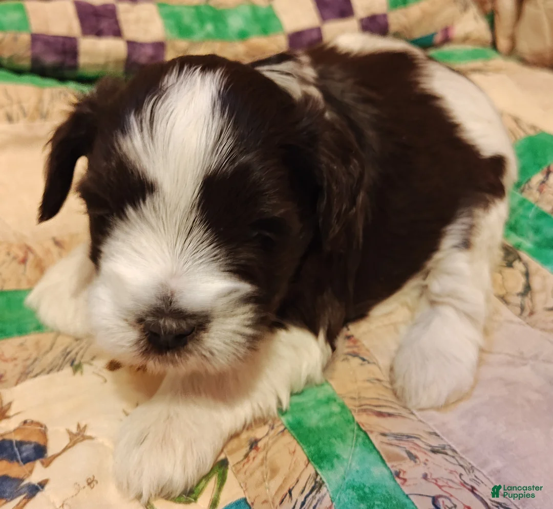 Miniature Schnauzer dogs for sale: Miniature Schnauzer Girl 2 - Ad 4