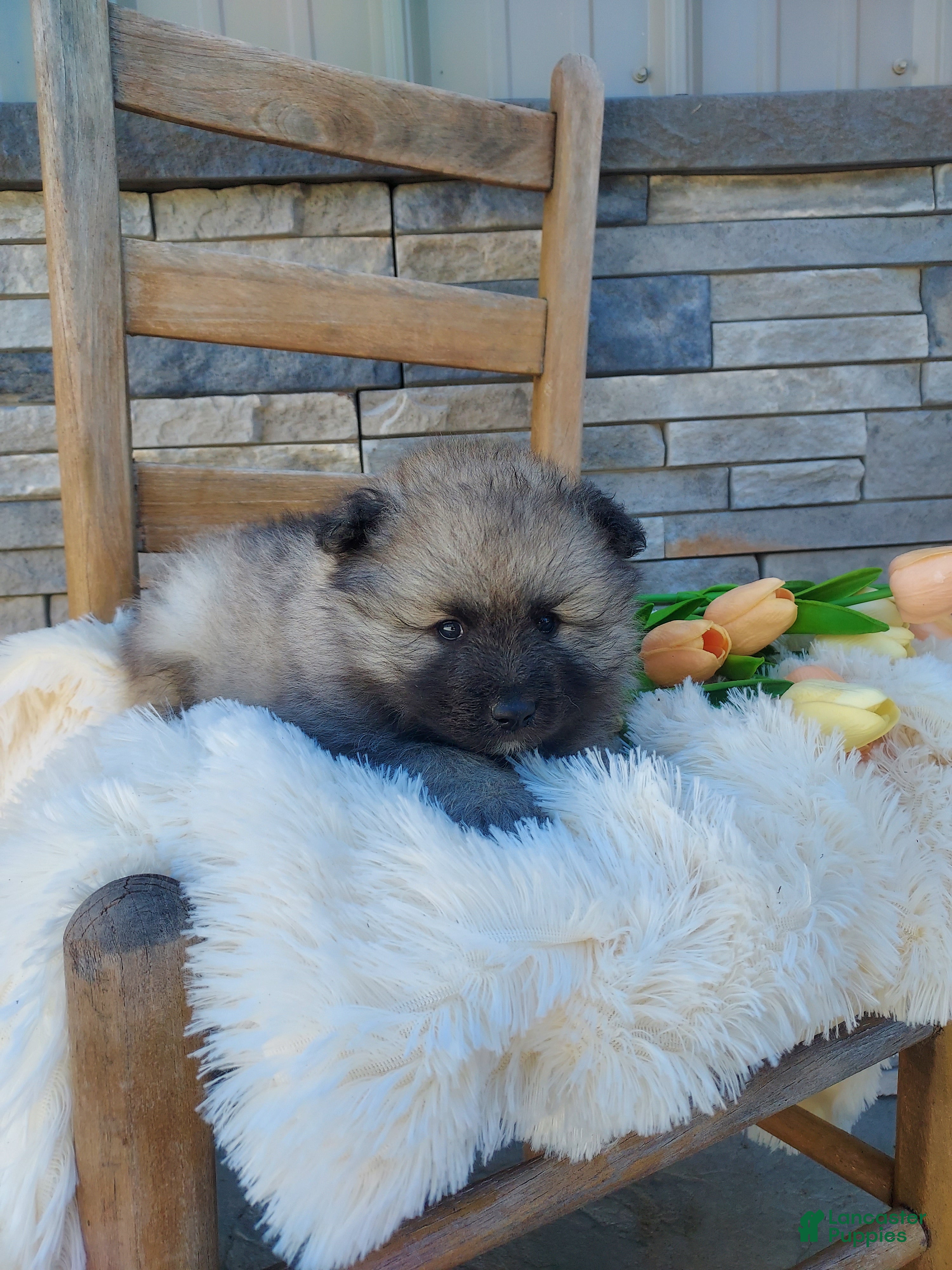 Keeshond dogs Austin - Ad 2