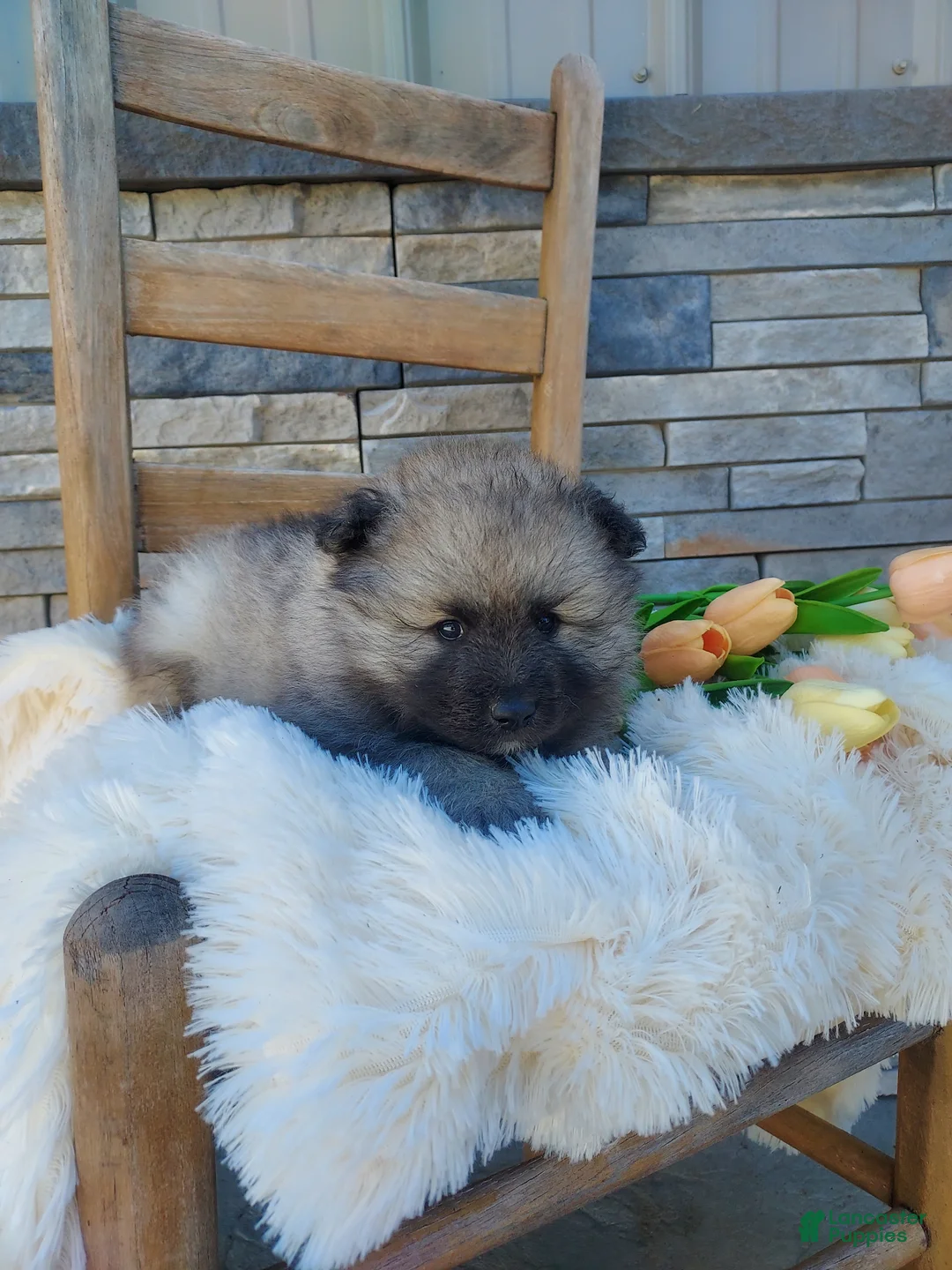 Keeshond dogs for sale: Austin - Ad 2