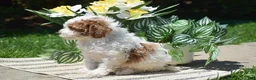 Miniature Poodle dogs for sale: Parker - Ad 5