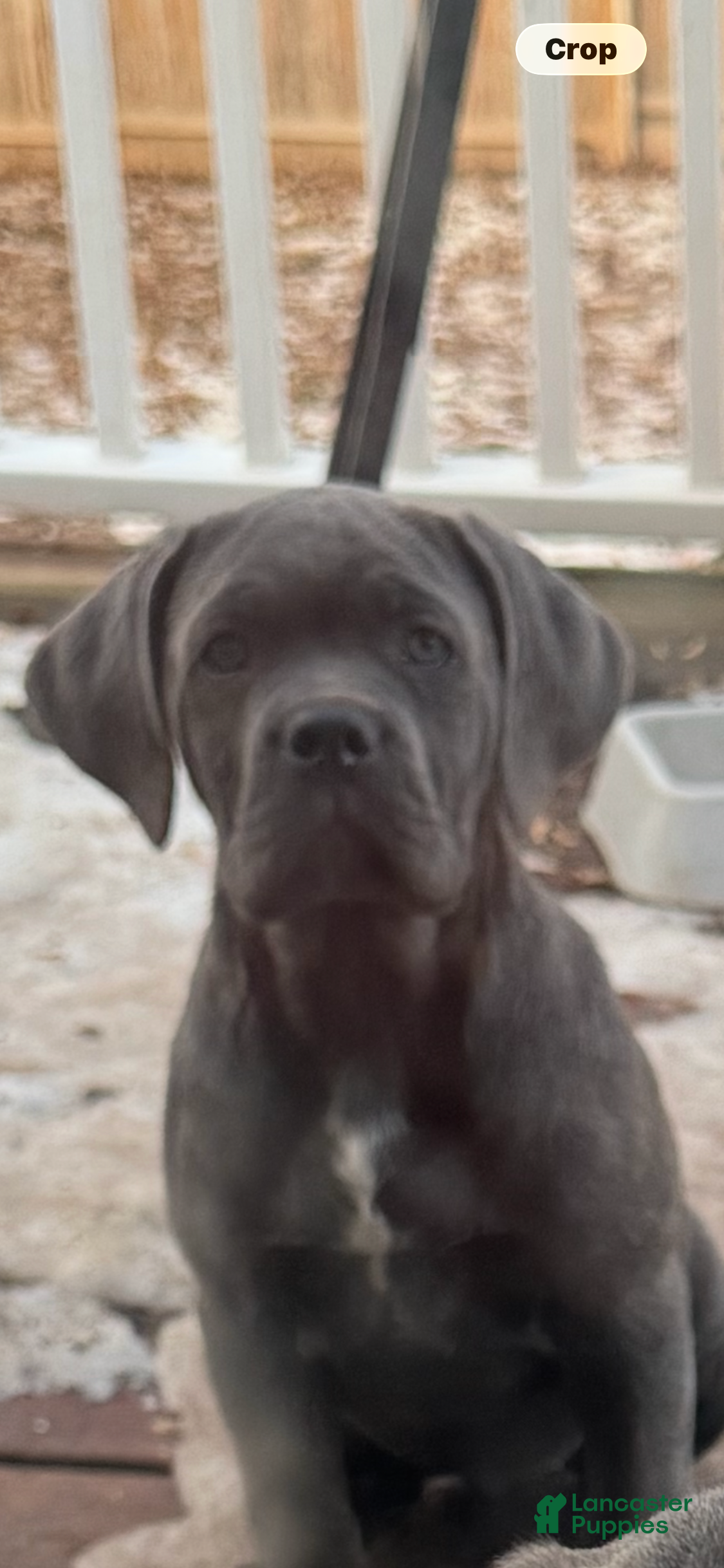 Cane Corso dogs Cane Corso Puppy 1 - Ad 23