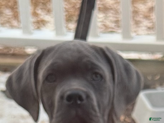 Cane Corso dogs Cane Corso Puppy 1 - Ad 41
