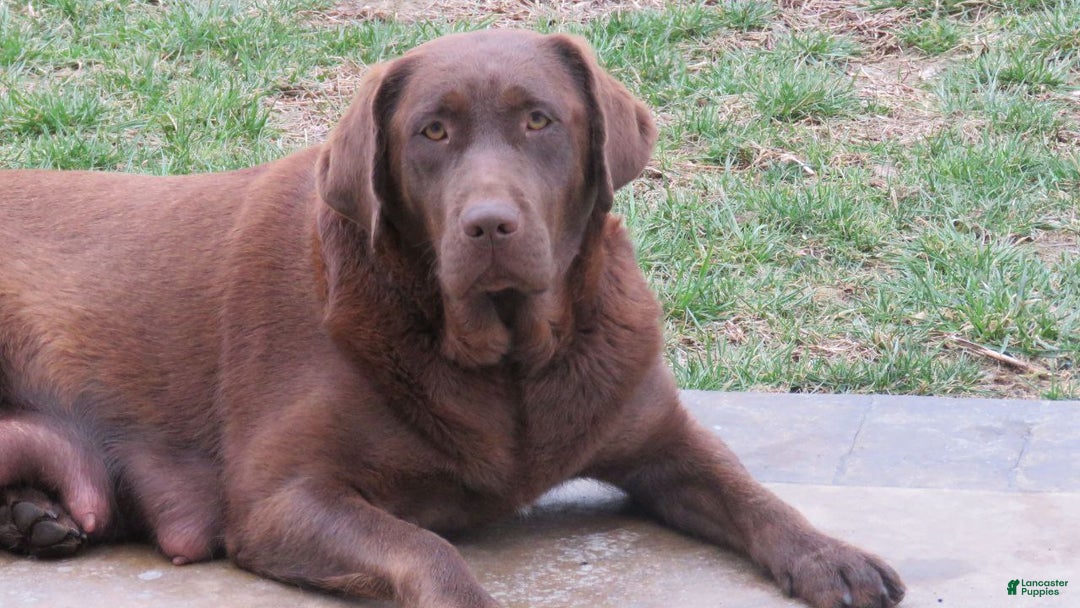 Labrador Retriever dogs for sale: Bella  - Ad 3