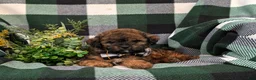 Shihpoo dogs for sale: Colton Hypoallergenic - Ad 6
