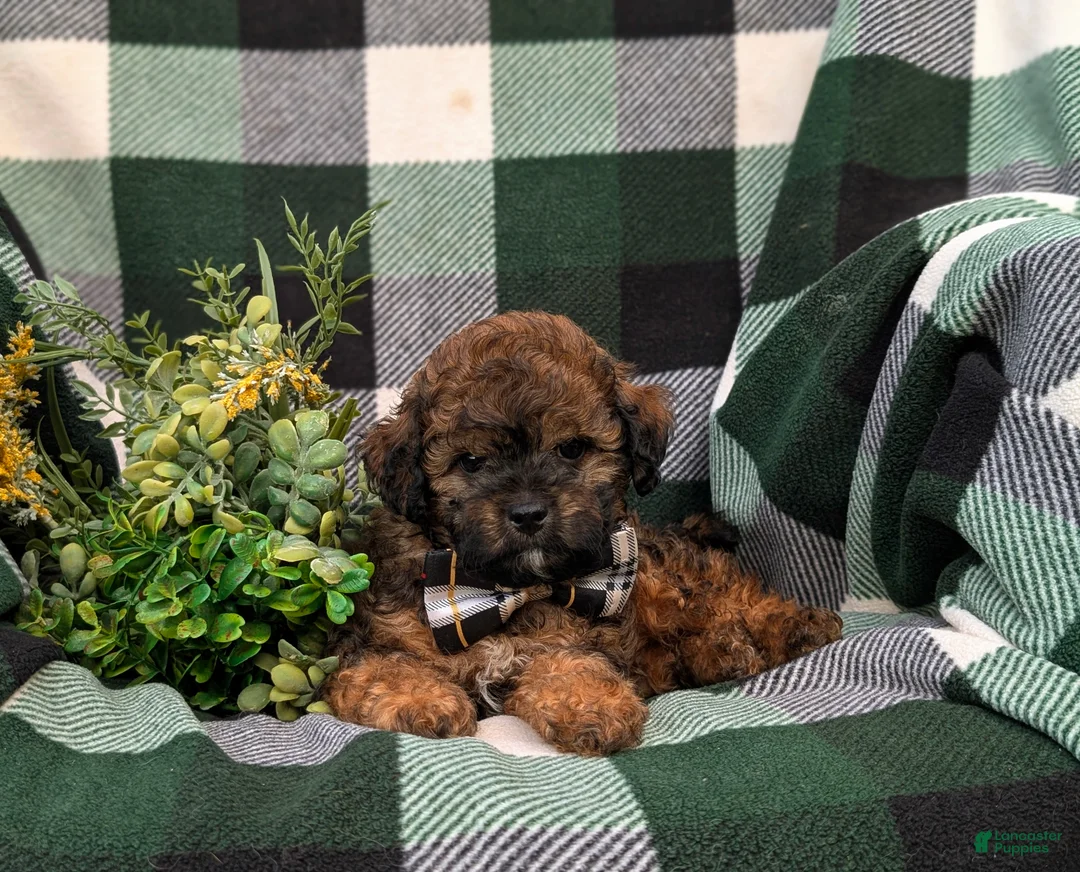 Shihpoo dogs for sale: Colton Hypoallergenic - Ad 6