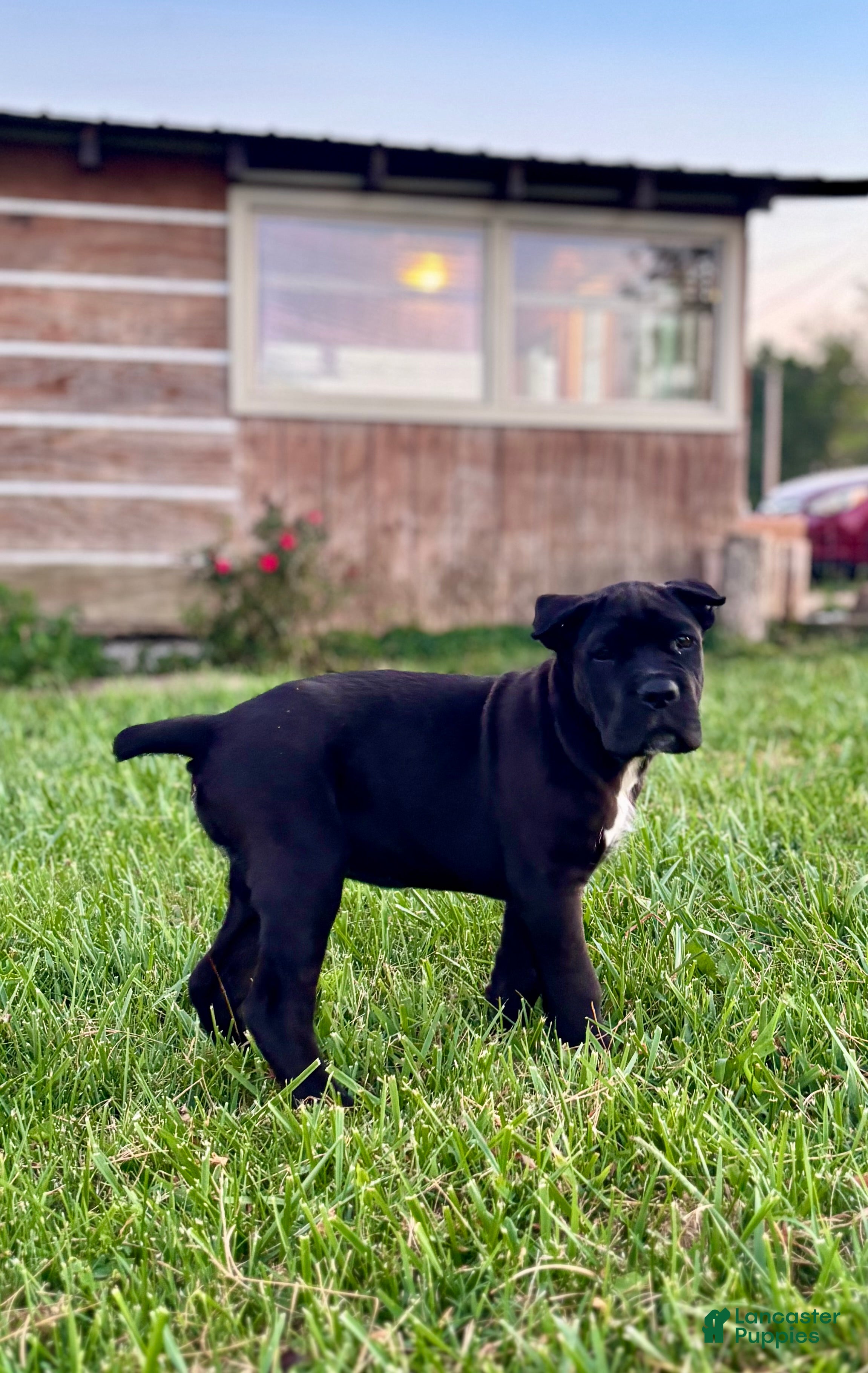 Cane Corso dogs Bear - ICCF Registered Cane Corso Italian Mastiff - Ad 2