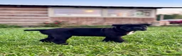 Cane Corso dogs for sale: Bear - ICCF Registered Cane Corso Italian Mastiff - Ad 2