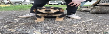 Mixed Breed Puppy 3