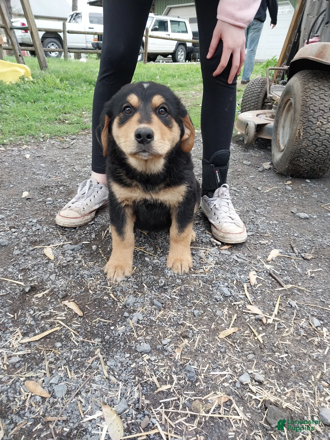 Mixed Breed dogs for sale: Mixed Breed Puppy 3 - Ad 1