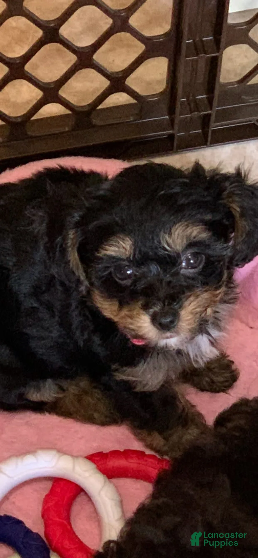 Gallery Image {{count}}