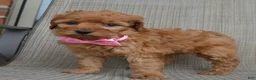 Mini Goldendoodle dogs for sale: Mini Gabby - Ad 20