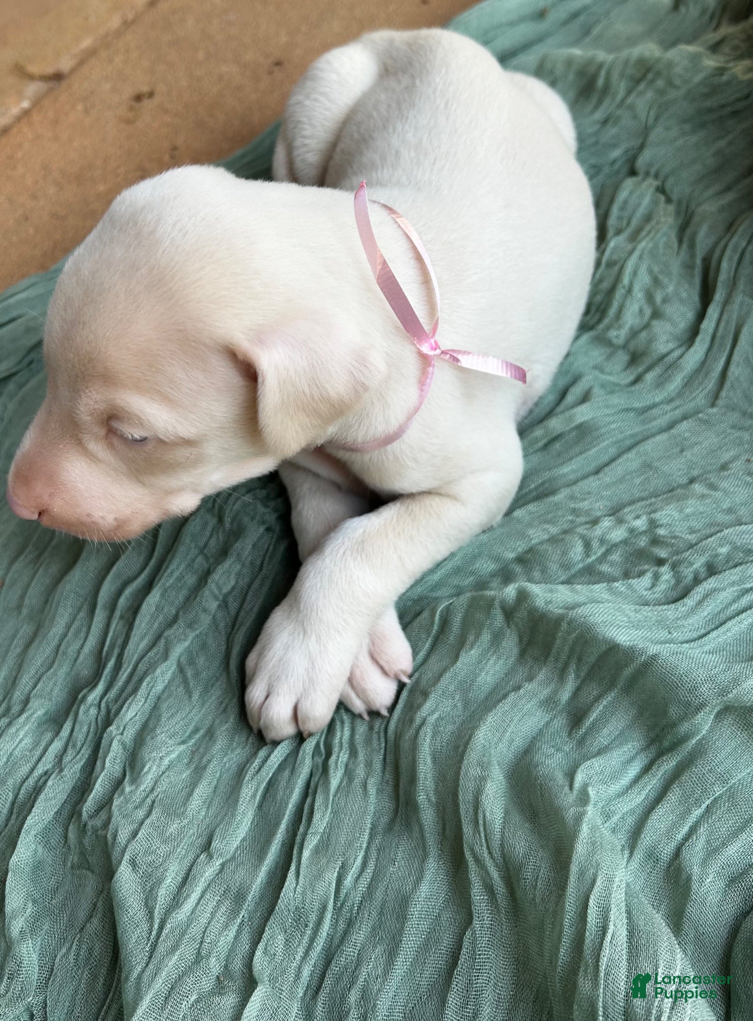 Doberman Pinscher dogs Doberman Pinscher Puppy 4 - Ad 9