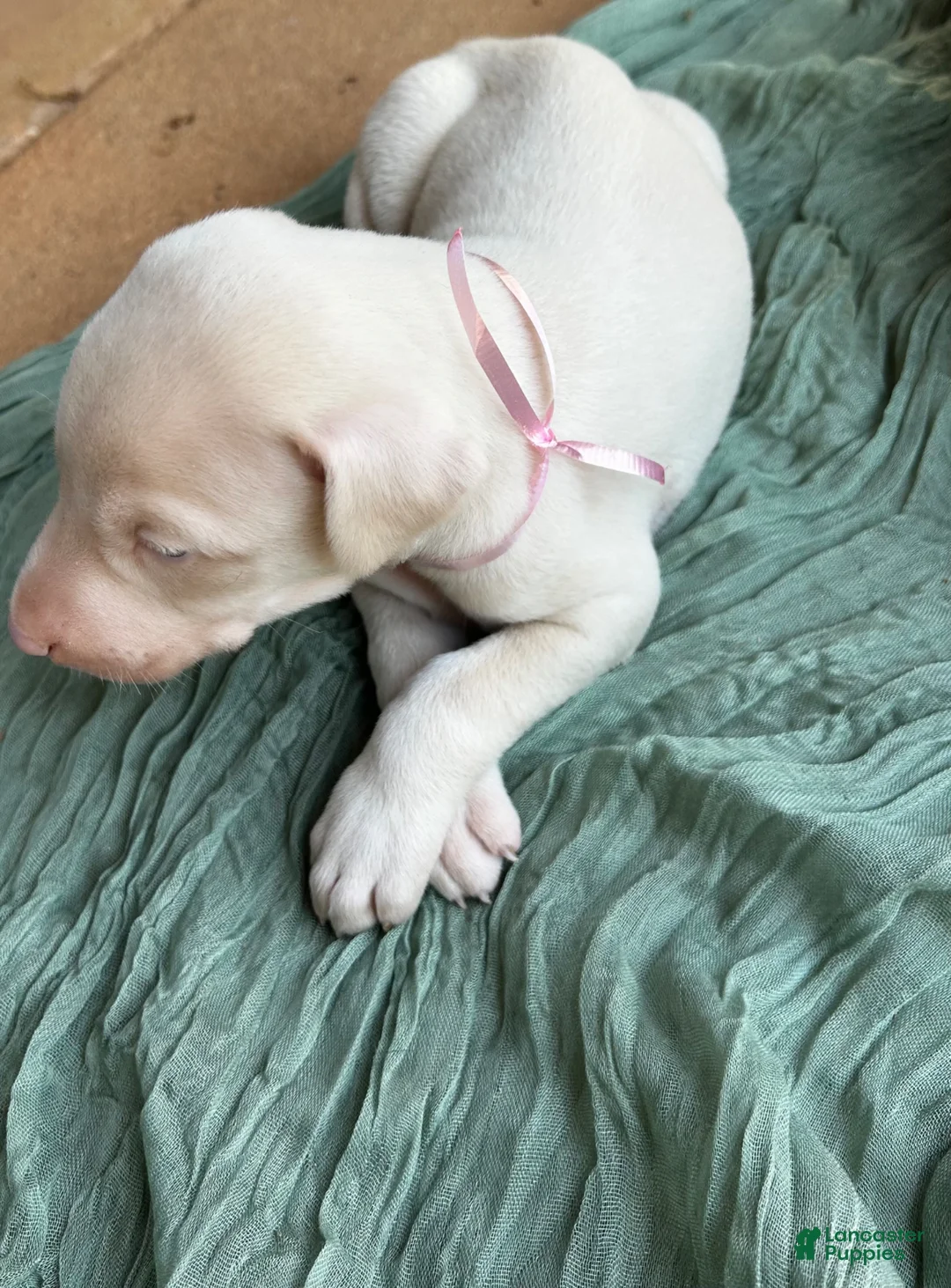 Doberman Pinscher dogs for sale: Doberman Pinscher Puppy 4 - Ad 1