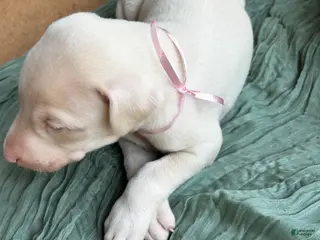 Doberman Pinscher dogs Doberman Pinscher Puppy 4 - Ad 9