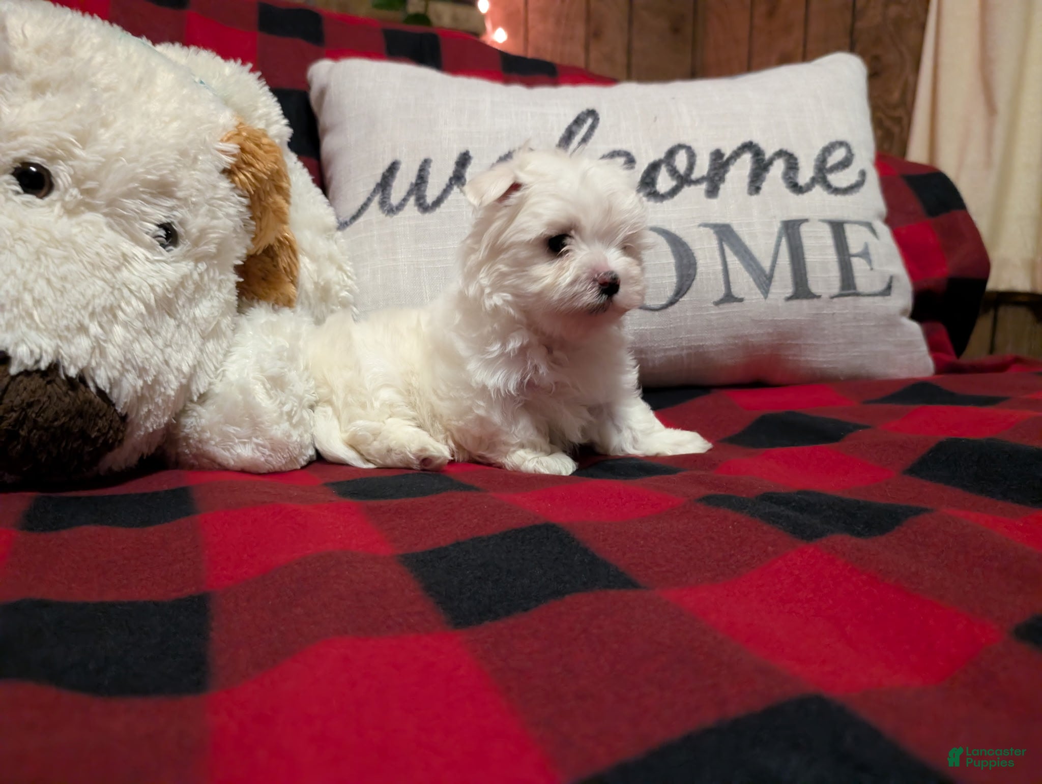 Maltese dogs Nebraska  - Ad 2