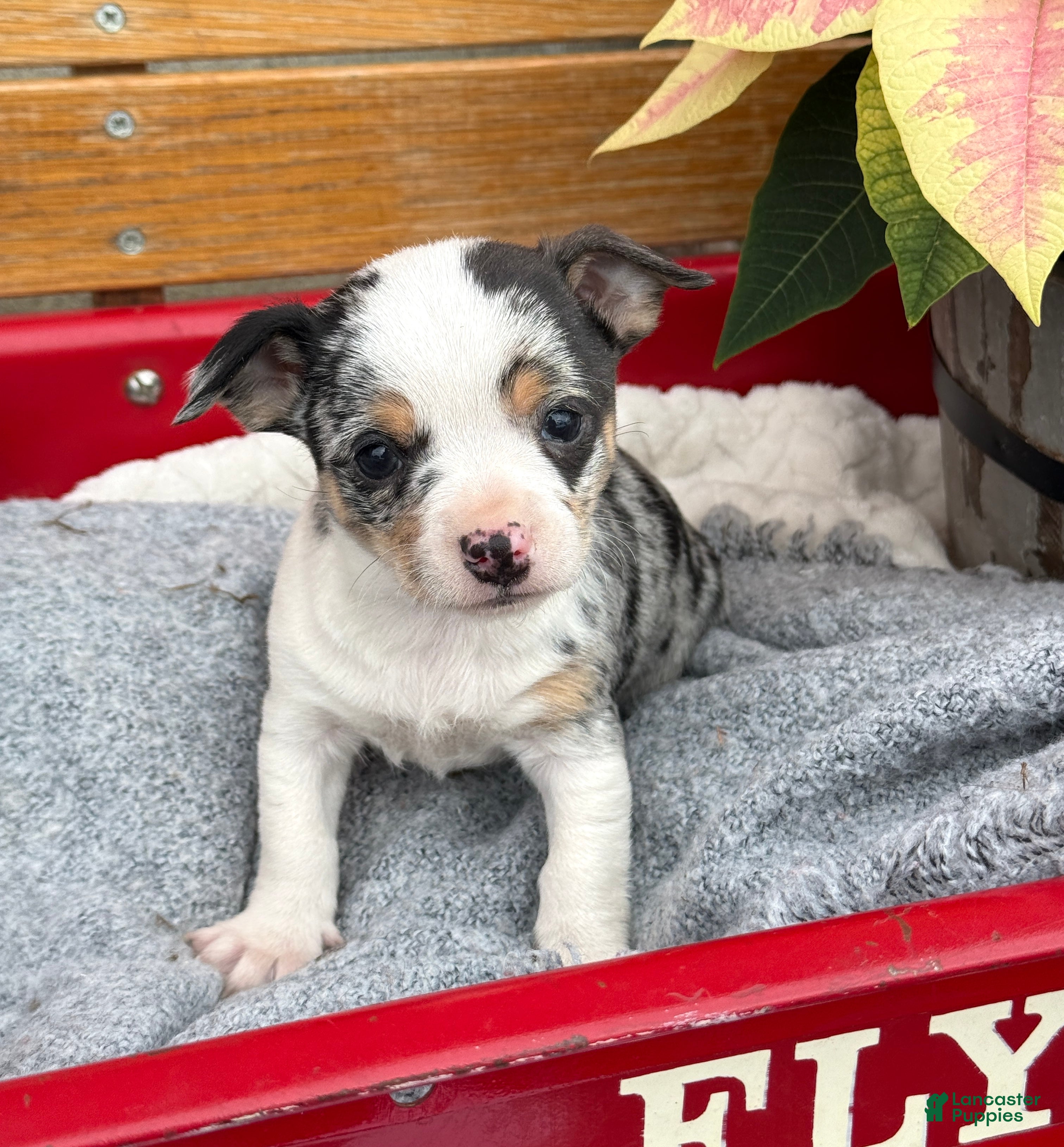 Chihuahua dogs Cheer - Ad 10