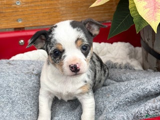 Chihuahua dogs Cheer - Ad 9