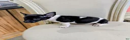 Teddy Roosevelt Terrier dogs for sale: VENUS  - Ad 4