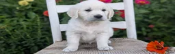 Golden Retriever dogs for sale: Bella - Ad 4