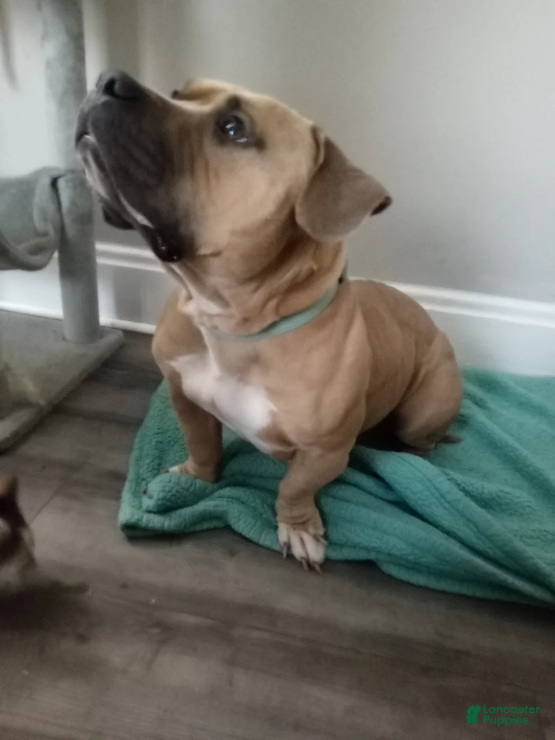 Mixed Breed dogs for sale: Mixed Breed Puppy 1 - Ad 2