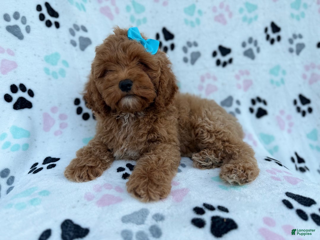 Cockapoo dogs for sale: Joy - Ad 2