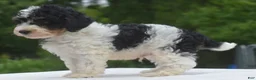 Toy Poodle dogs for sale: Bentley  - Ad 12