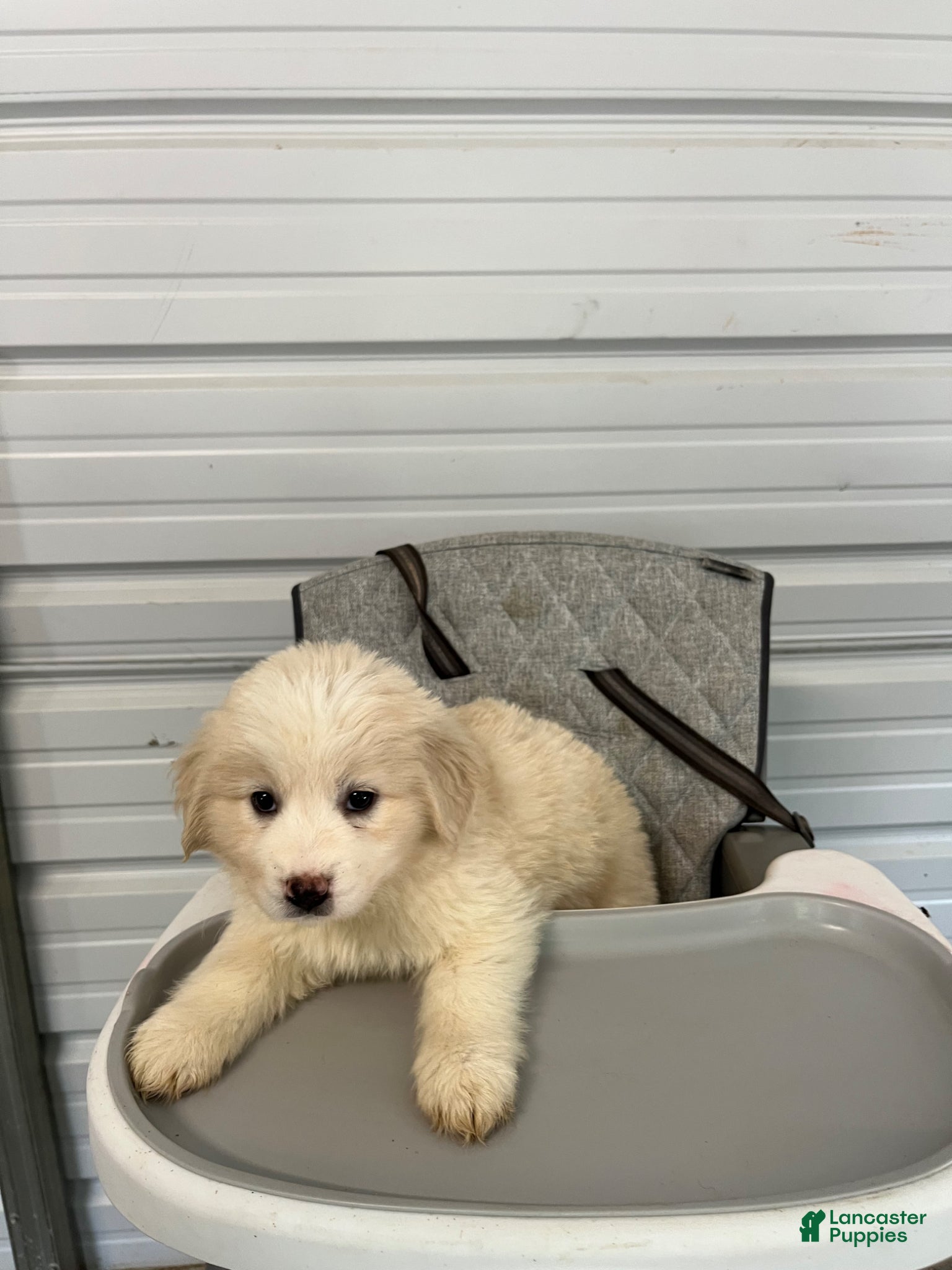 Golden Shepherd dogs Lucy - Ad 2