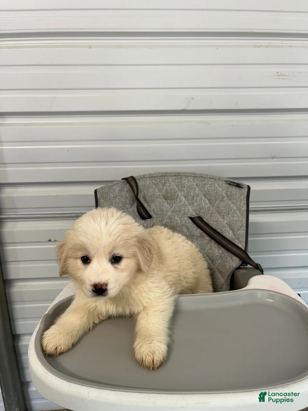 Golden Shepherd dogs for sale: Lucy - Ad 2