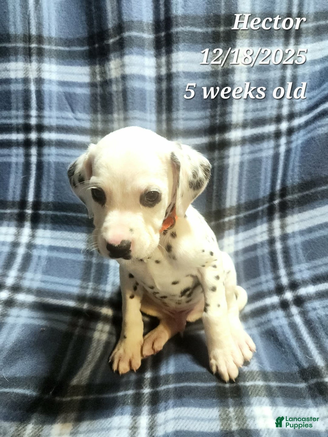 Dalmatian dogs for sale: Hector - Ad 2