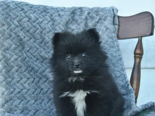 Pomeranian dogs for sale: Griffin - Ad 1