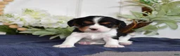 Cavalier King Charles Spaniel dogs for sale: Popcorn - Ad 7