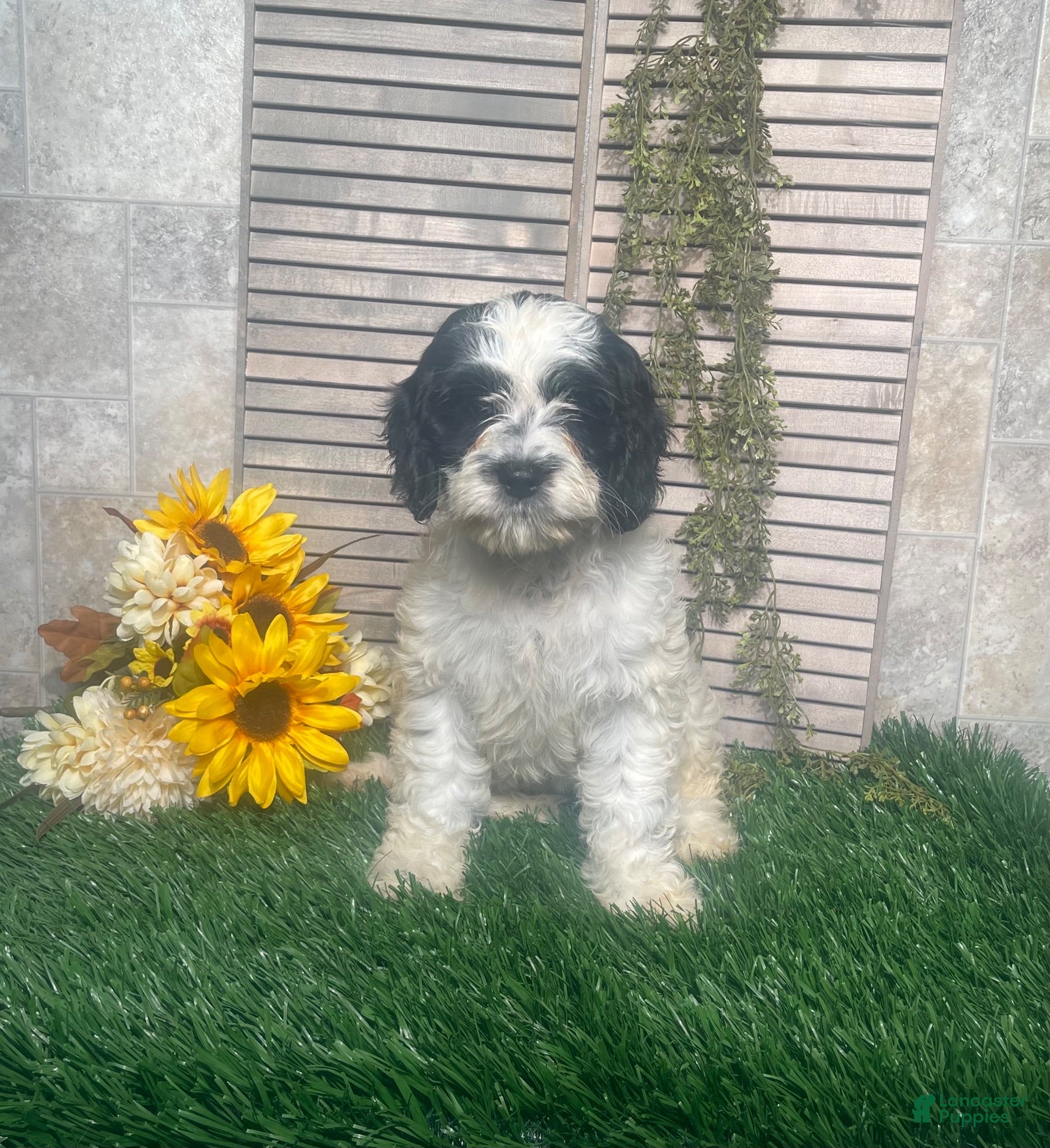Mixed Breed dogs for sale: Phyllis - Ad 2