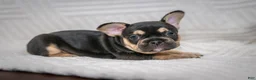 French Bulldog dogs for sale: Eve - Ad 2