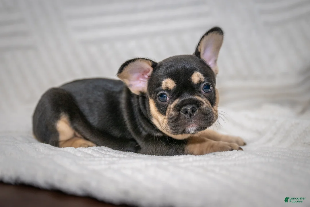 French Bulldog dogs for sale: Eve - Ad 2