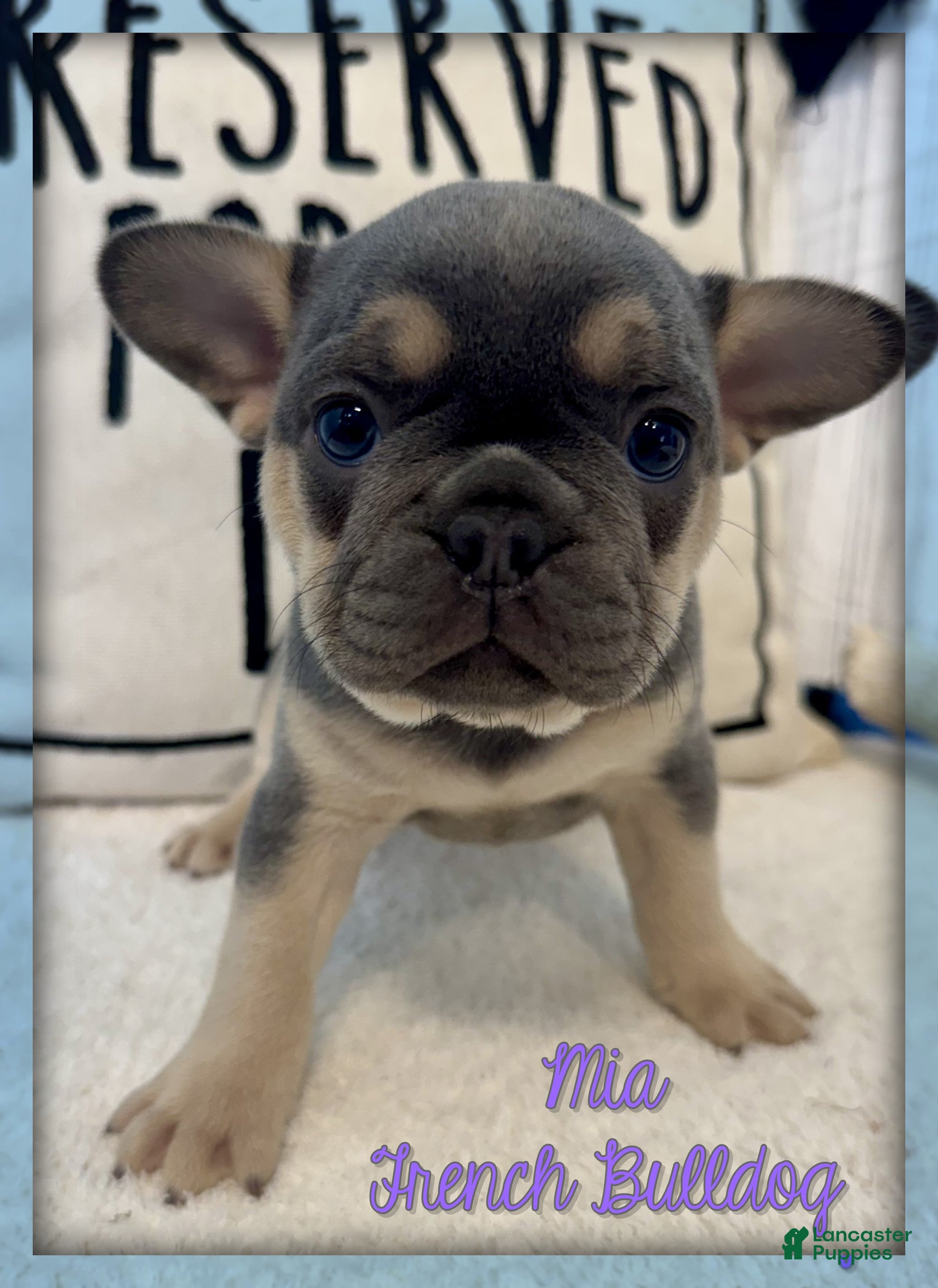 French Bulldog dogs Mia - Ad 1
