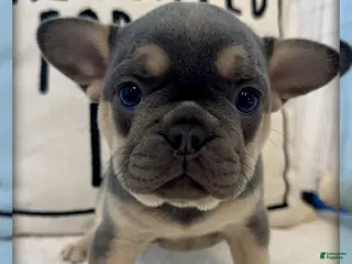 French Bulldog dogs for sale: Mia - Ad 3