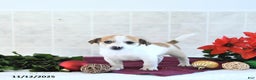 Jack Russell Terrier dogs for sale: Reba - Ad 6