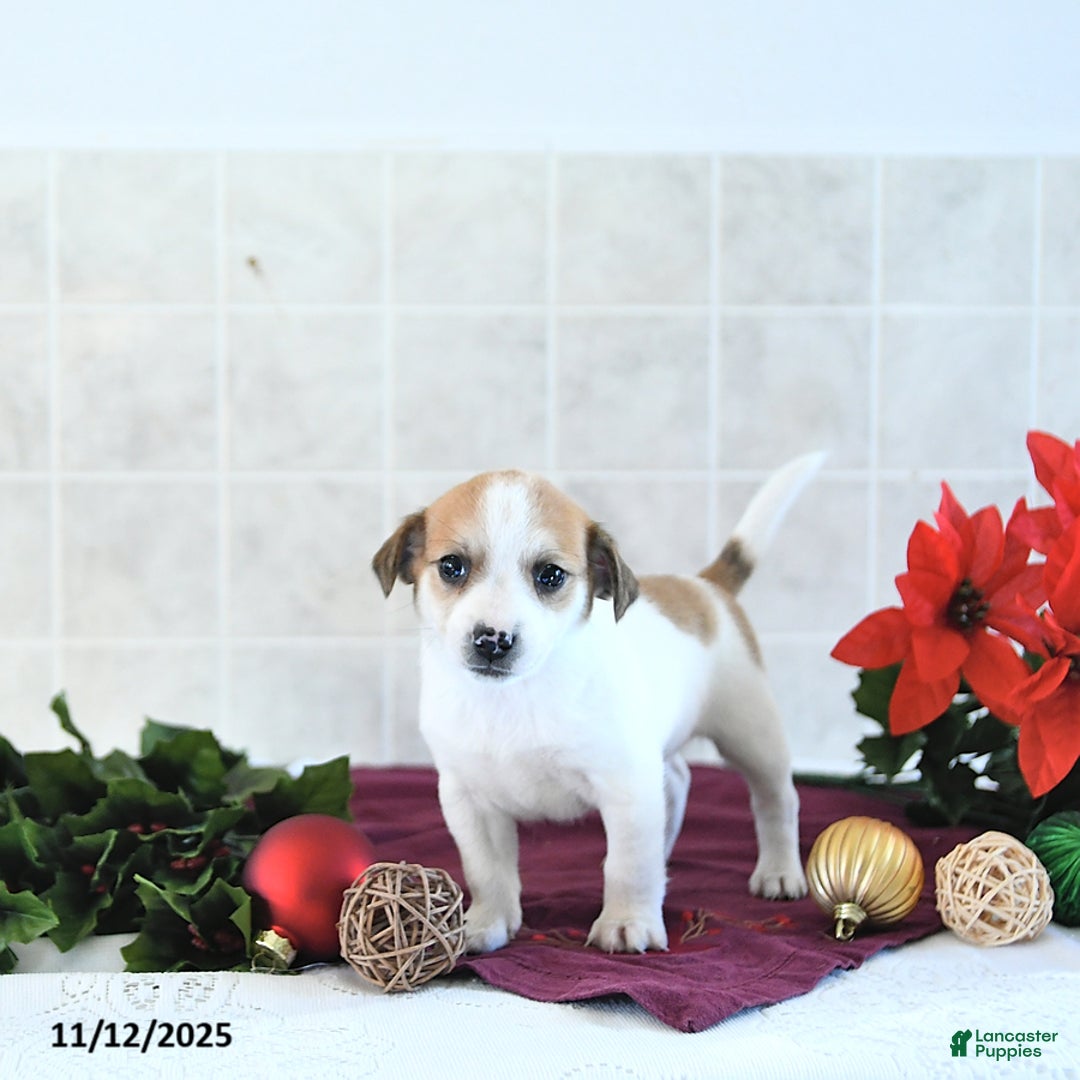 Jack Russell Terrier dogs for sale: Reba - Ad 6