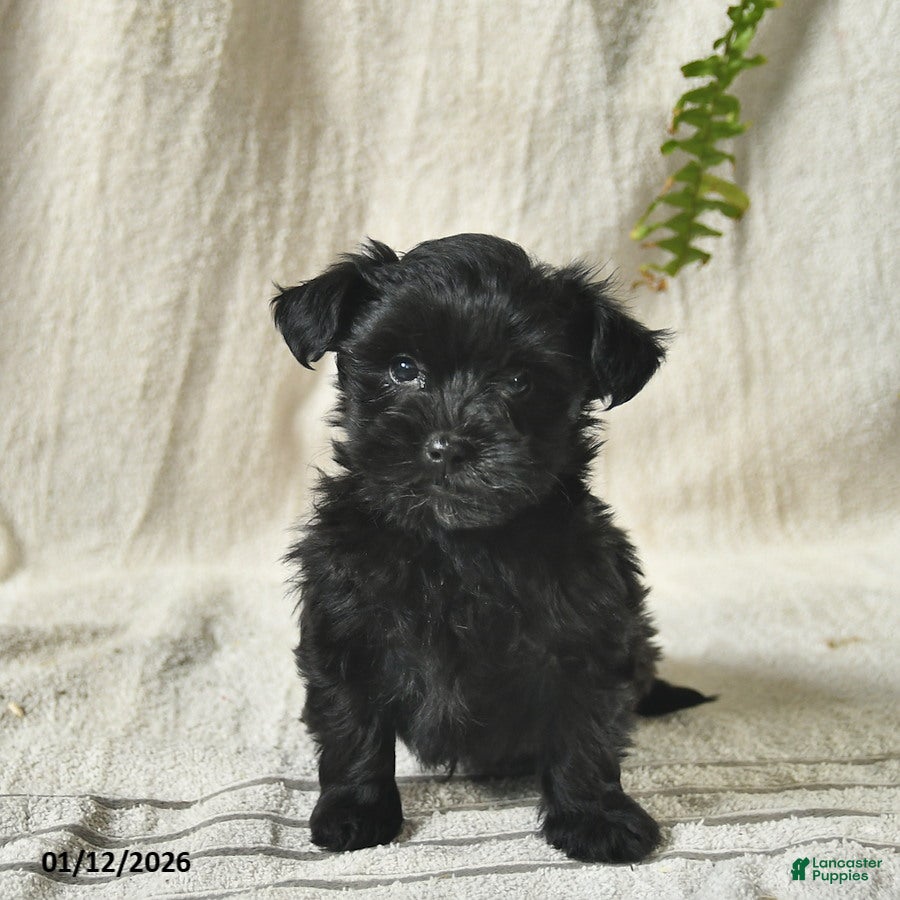 Mixed Breed dogs Winslow  - Ad 17