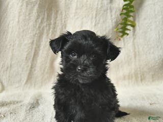 Mixed Breed dogs Winslow - Ad 32