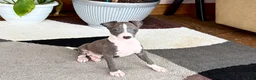 Italian Greyhound dogs for sale: Jerry - Ad 11